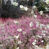 3月に観た梅・・・①