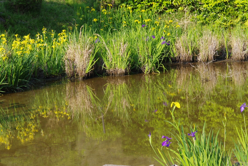 あやめ？菖蒲？