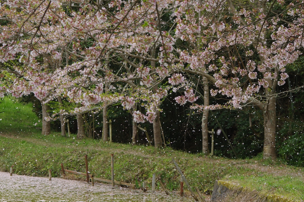 行く春を惜しみつつ・・・永久寺跡⑤