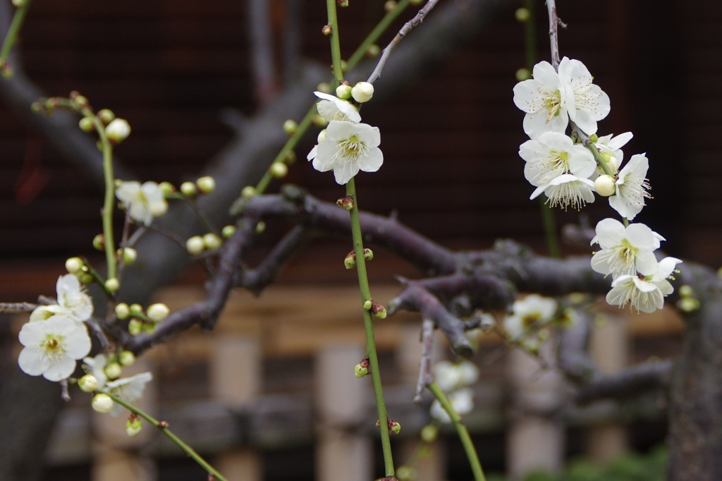 梅、梅、梅・・・⑤