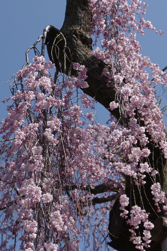 氷室神社のしだれ①