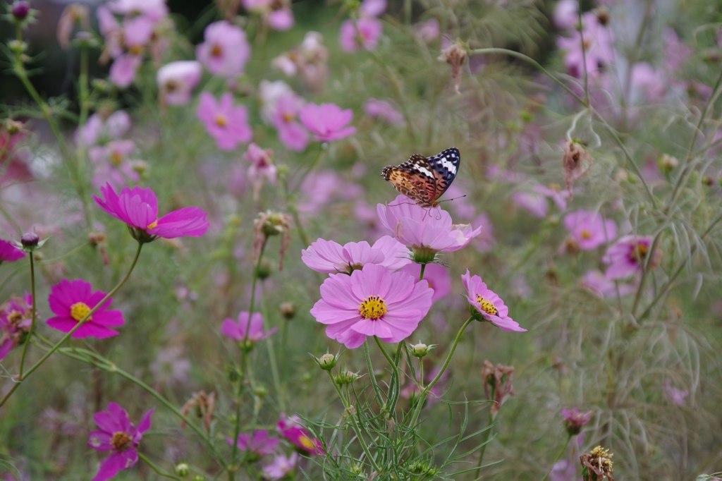 秋・般若寺にて・・・⑥