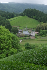 茶畑のある里⑤