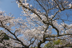 この春一番！・・・④