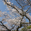 この春一番！・・・④