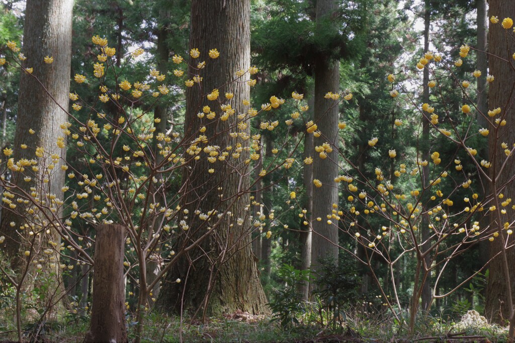 ミツマタの花　3月・・・④