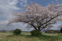 桜・・・平城宮跡にて②