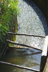 6月の田んぼ・・・諸々③