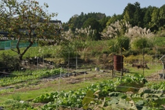 里の秋・・・田原⑧