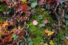 今年会えた紅葉達・・・⑧