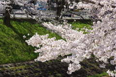 やっぱり春はさくら③