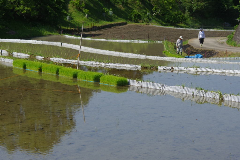 6月の田んぼ・・・⑨