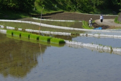 6月の田んぼ・・・⑨