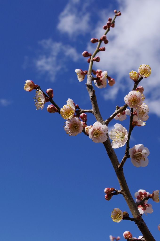 春近し・・・①