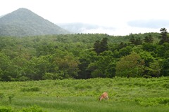 鹿のいる風景・・・④