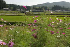 里の秋・・・田原⑦