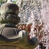 氷室のしだれ②