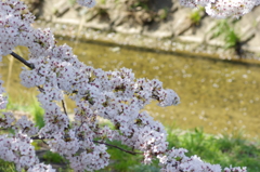 やっぱり春はさくら⑤