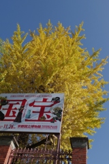 京博（秋）・・・②