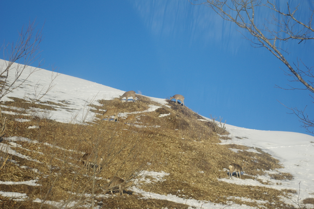 蝦夷鹿・・・山の上で