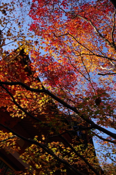 今年会えた紅葉達・・・④