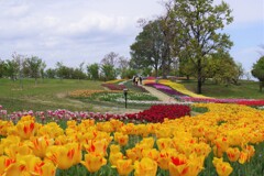 チューリップの花　4月・・・②