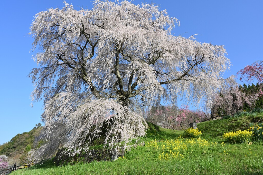 大宇陀　又兵衛桜・・・③