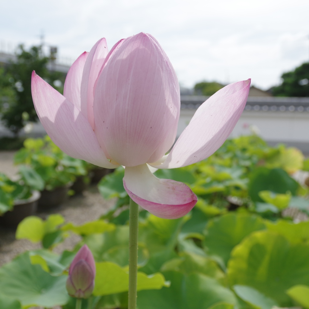 蓮・・・奈良、喜光寺から③