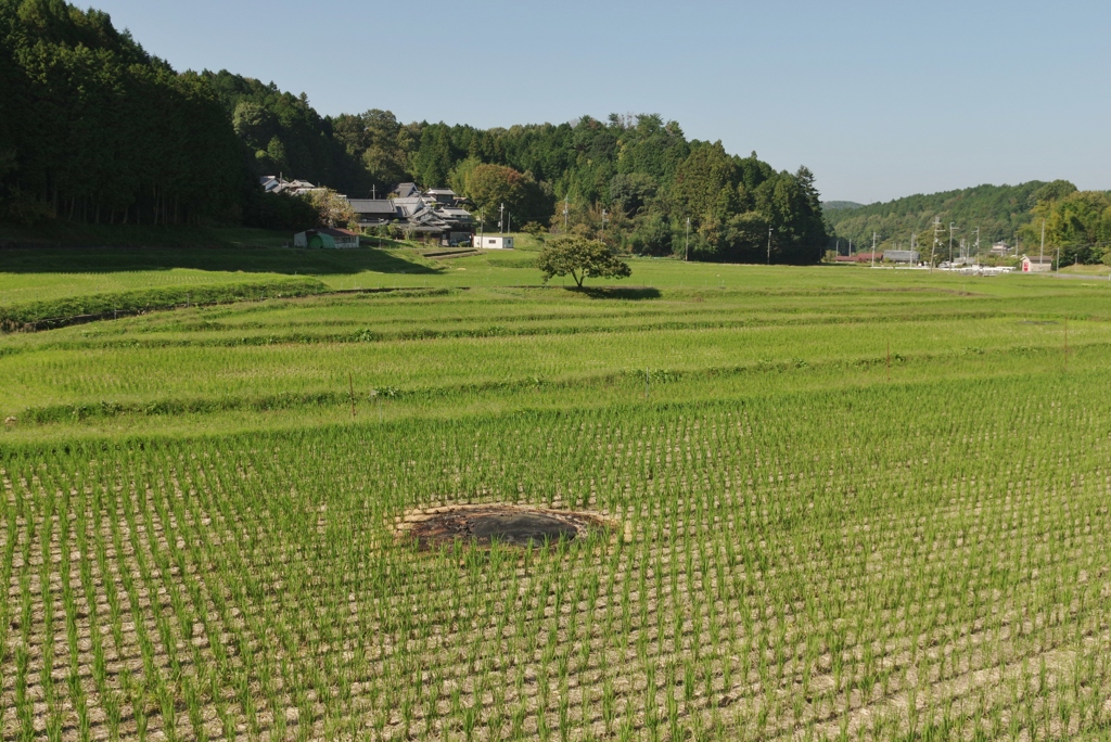 里の秋・・・田原⑤