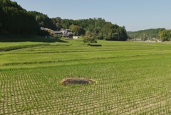 里の秋・・・田原⑤