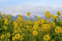 菜の花・・・⑤