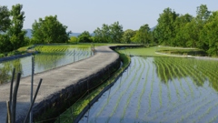 6月の田んぼ・・・①