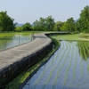 6月の田んぼ・・・①