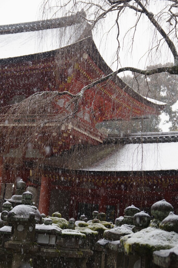 雪・春日大社にて・・・⑥