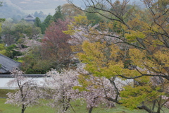 今年見た桜４月・・・・・・⑳