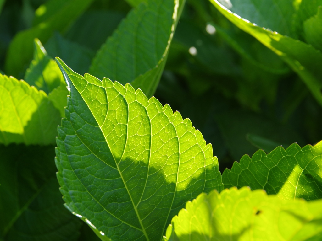 6月の田んぼ・・・諸々①