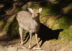 鹿さん