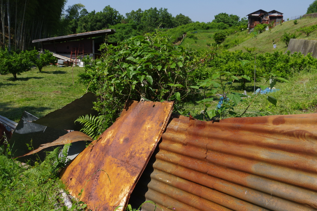 6月の田んぼ・・・諸々④