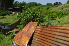 6月の田んぼ・・・諸々④