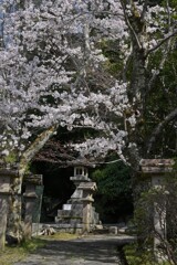 大宇陀の桜④