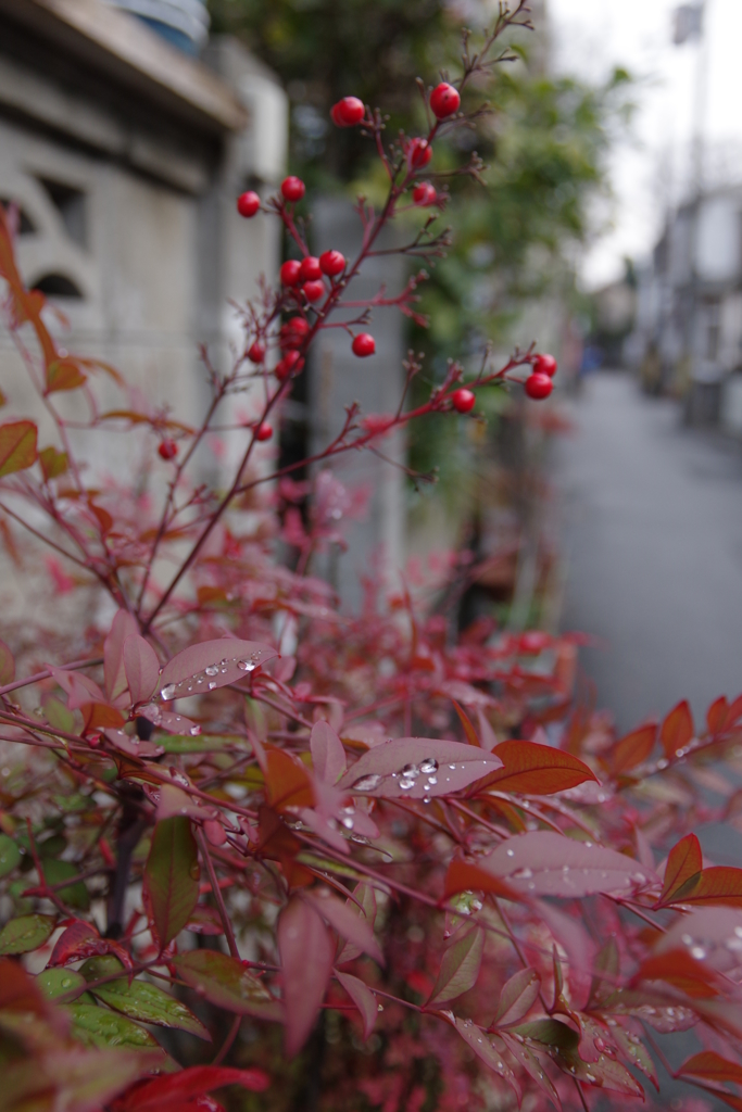 伏見お散歩（古い町）④