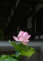 蓮・・・②