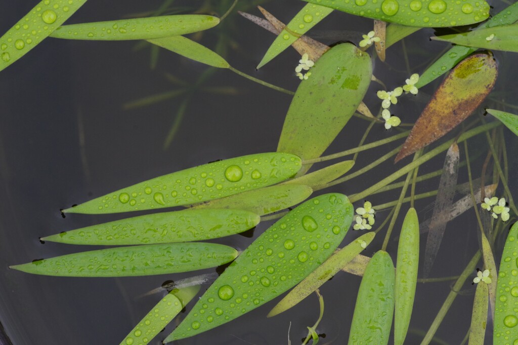 雨上がり・・・①