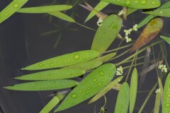 雨上がり・・・①