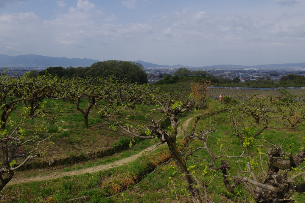 山の辺の道を行く・・・念仏寺あたり①