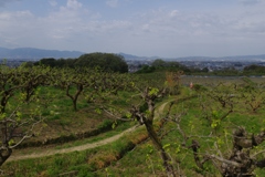 山の辺の道を行く・・・念仏寺あたり①
