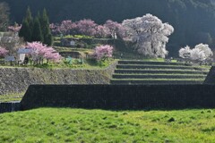 大宇陀　又兵衛桜・・・①