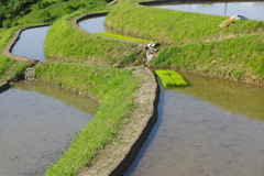 6月の田んぼ・・・⑦
