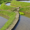 6月の田んぼ・・・⑦