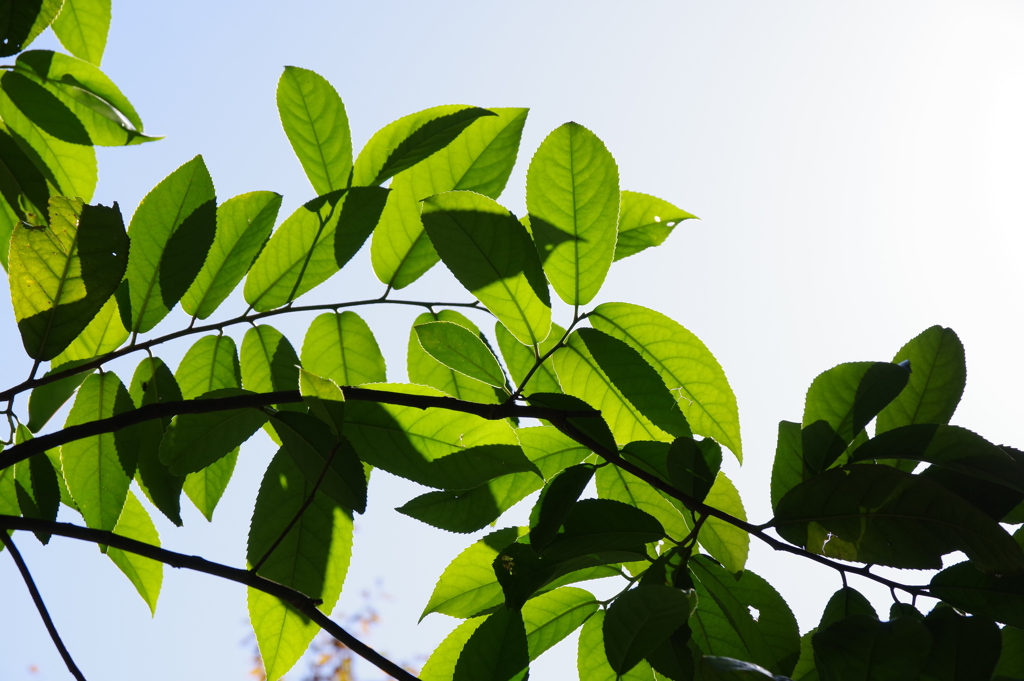 見上げれば（2）